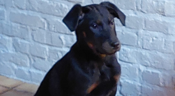 Beauceron