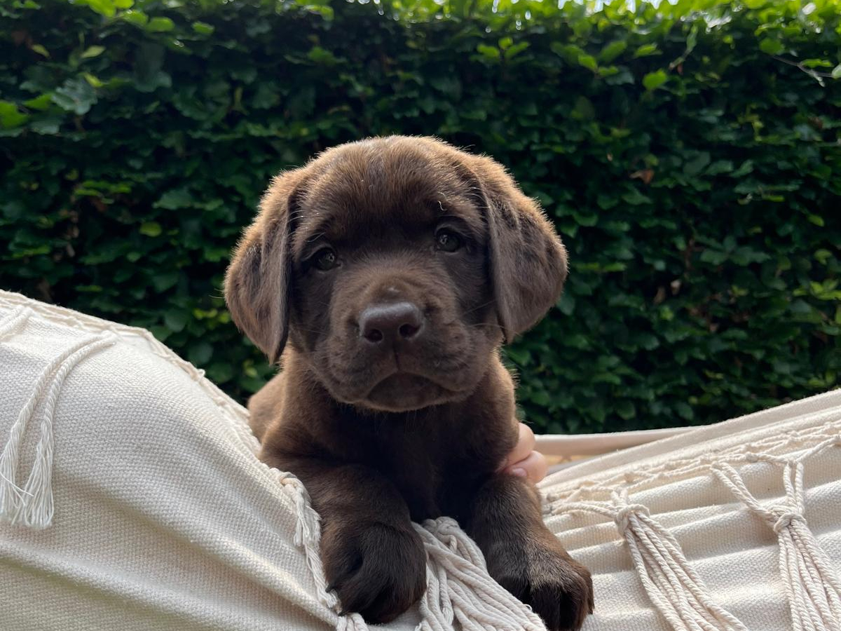 Labrador Retriever