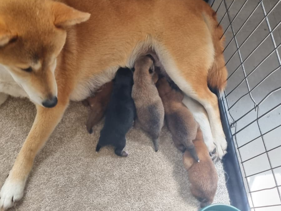 Shiba