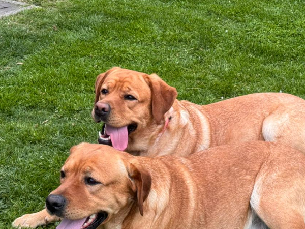 Labrador Retriever