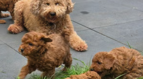 Labradoodle