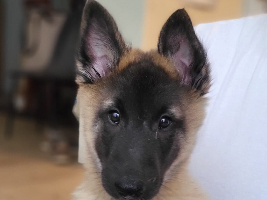 Tervueren Herder