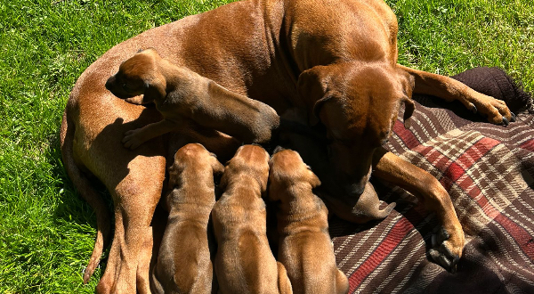 Rhodesian Ridgeback