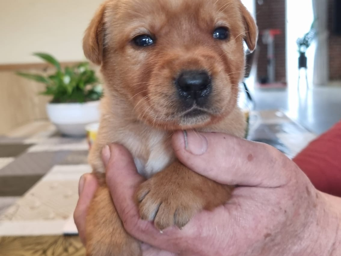 Labrador Retriever