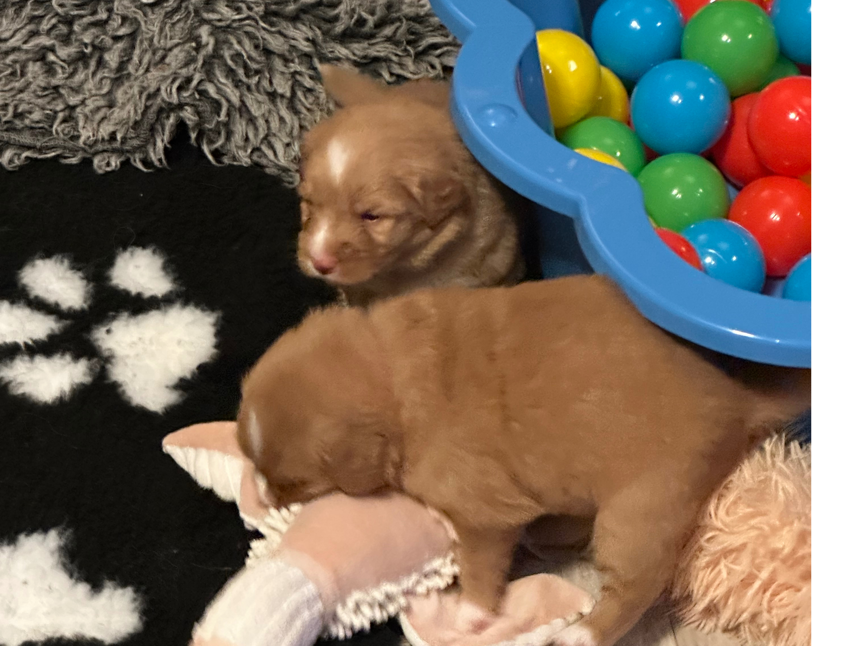 Nova Scotia Duck Tolling Retriever