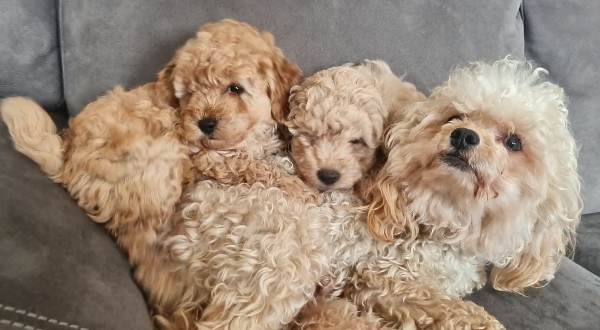 Maltipoo