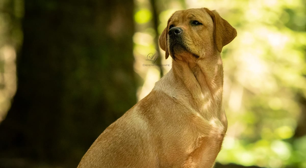 Labrador Retriever