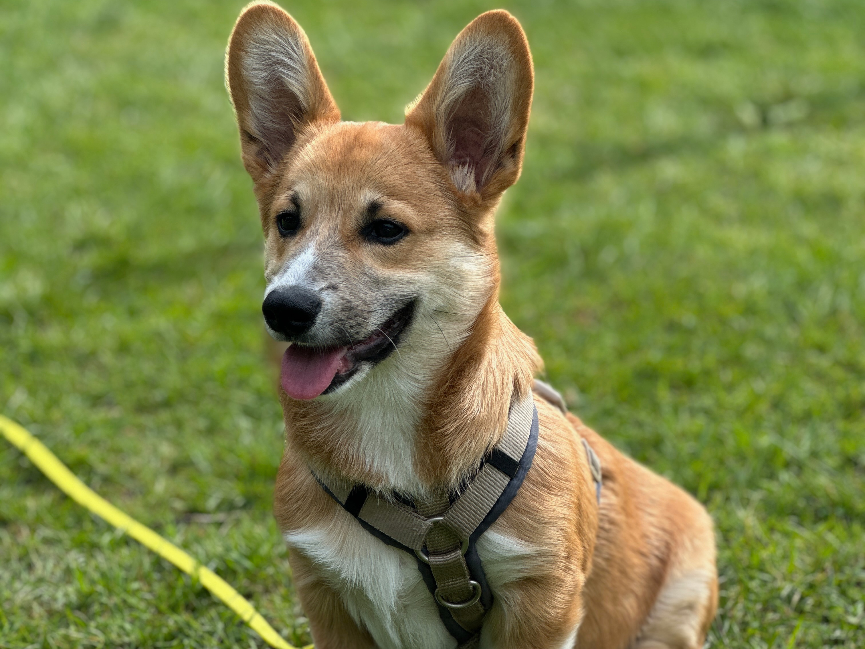 Welsh Corgi Pembroke