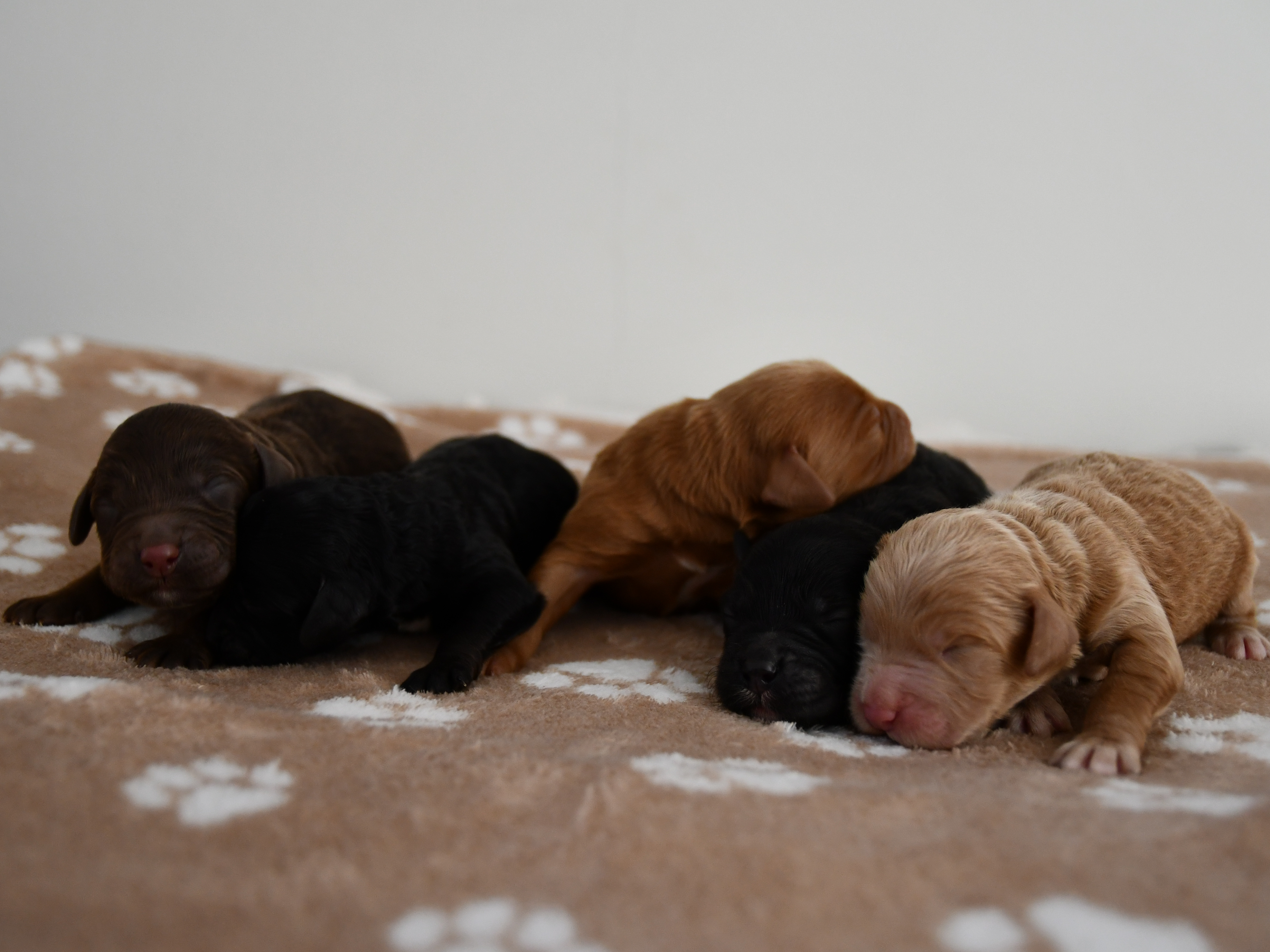 Australian Labradoodle