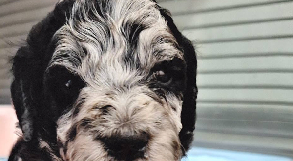 Bernedoodle