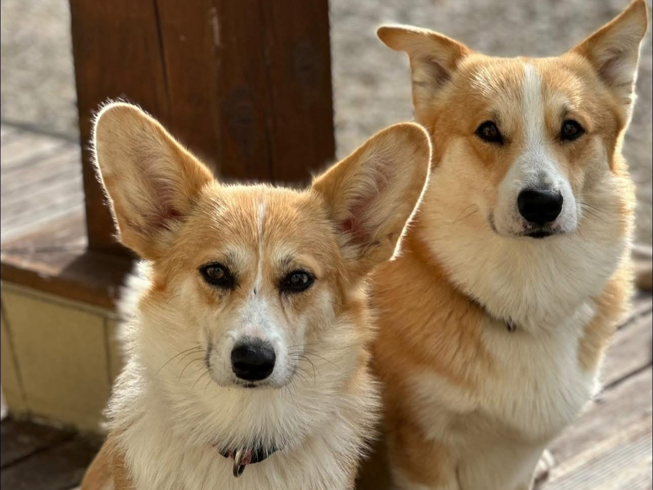 Welsh Corgi Pembroke