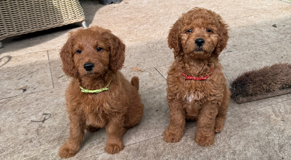 Australian Labradoodle