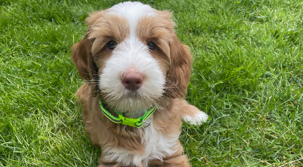 Australian Labradoodle