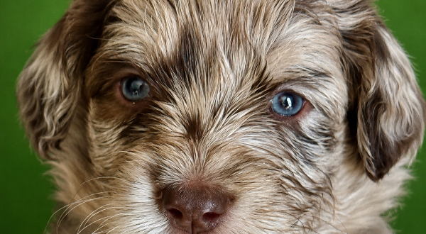 Aussiedoodle
