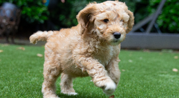 Australian Labradoodle
