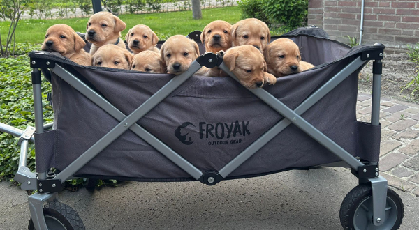 Labrador Retriever