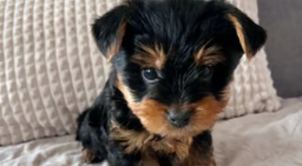 Yorkshire Terrier