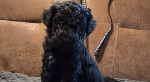 Labradoodle