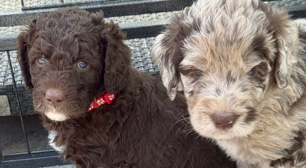 Aussiedoodle