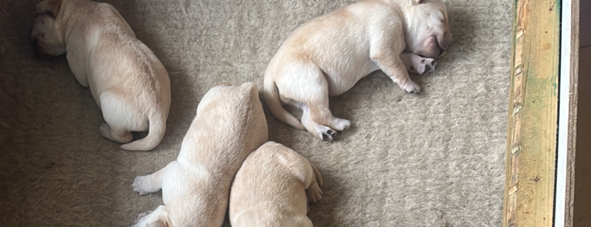 Labrador Retriever