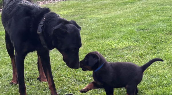 Beauceron