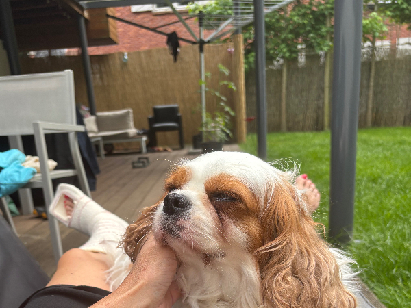 Cavalier King Charles Spaniël