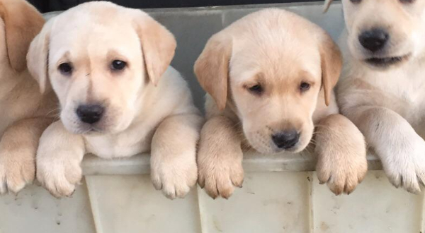Labrador Retriever