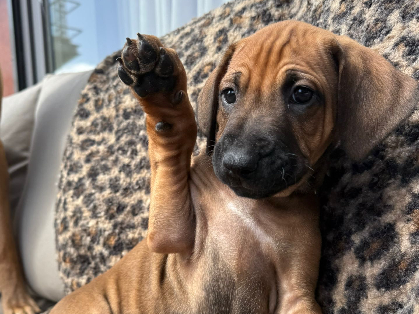 Rhodesian Ridgeback
