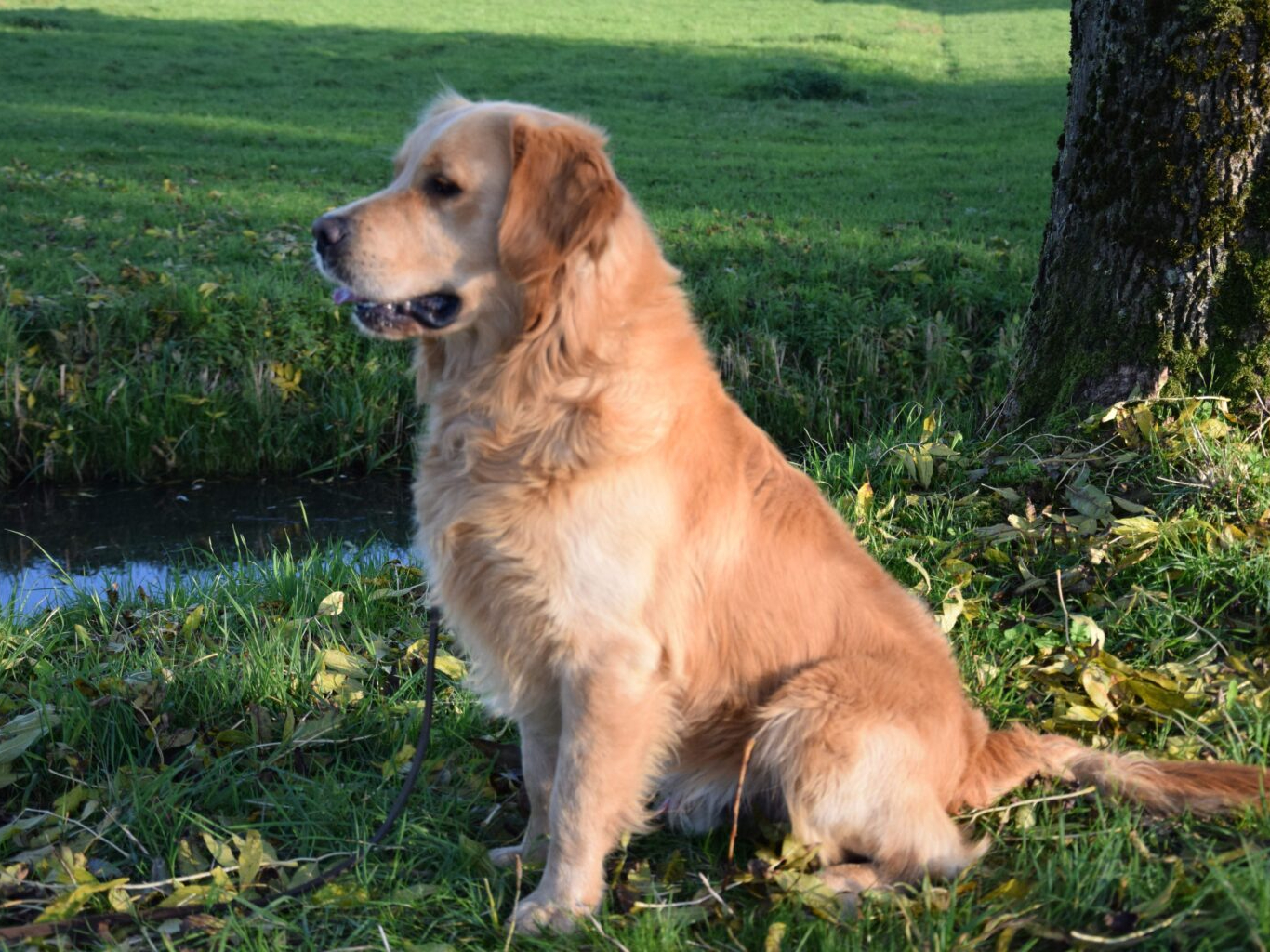 Golden Retriever