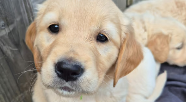 Golden Retriever