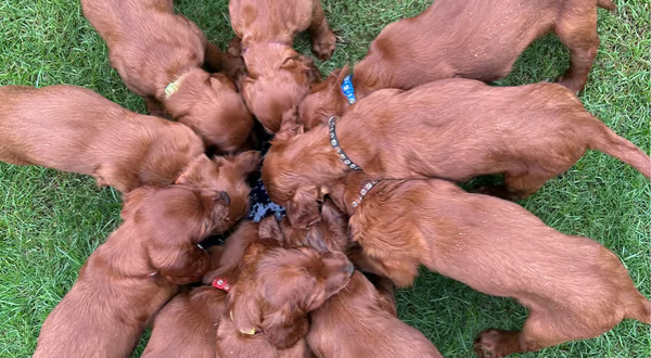 Ierse Setter