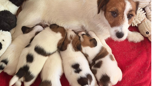 Jack Russell Terriër
