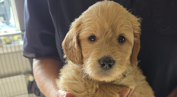 Goldendoodle