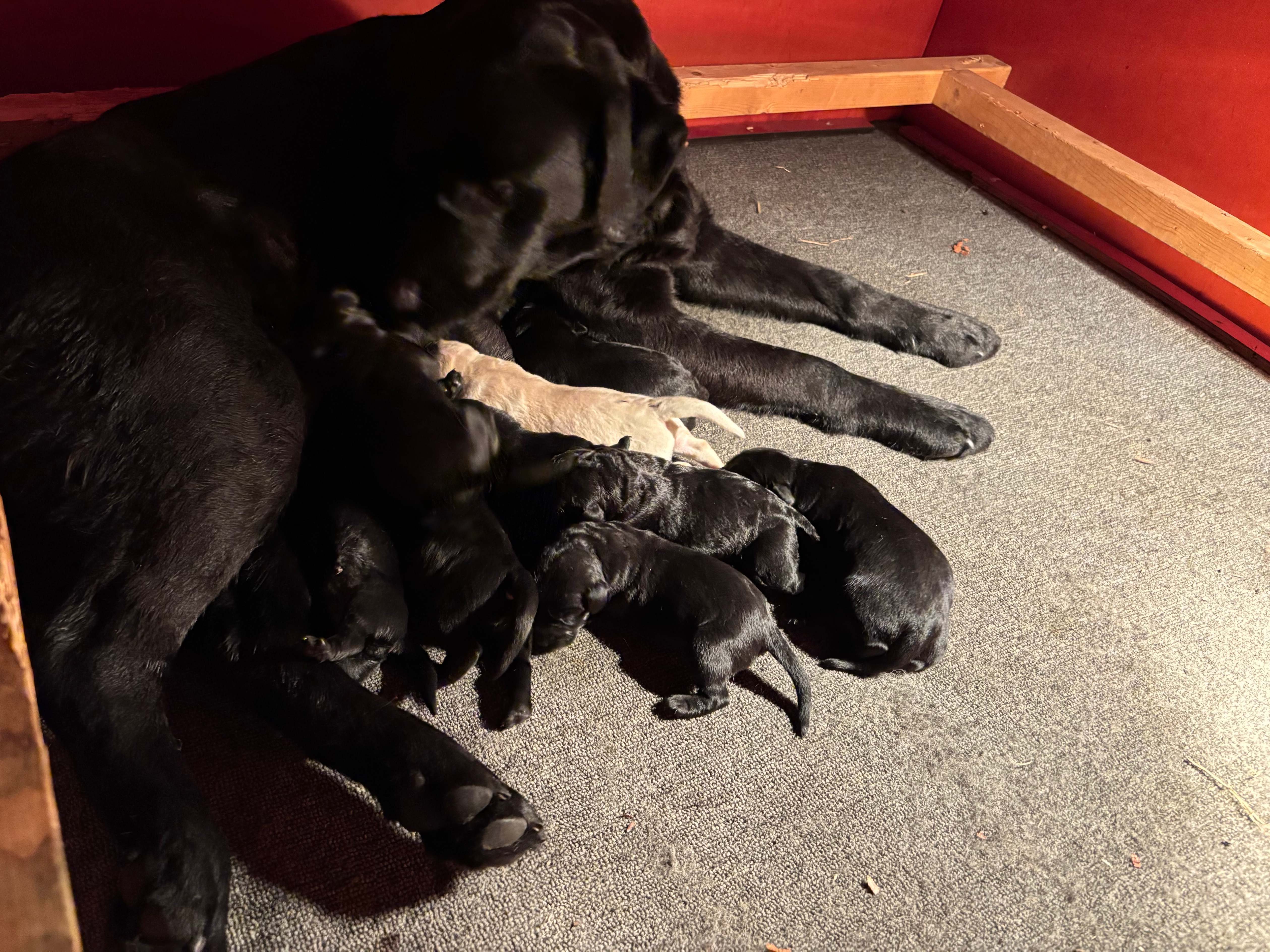 Labrador Retriever