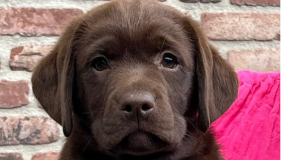 Labrador Retriever