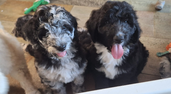 Bernedoodle