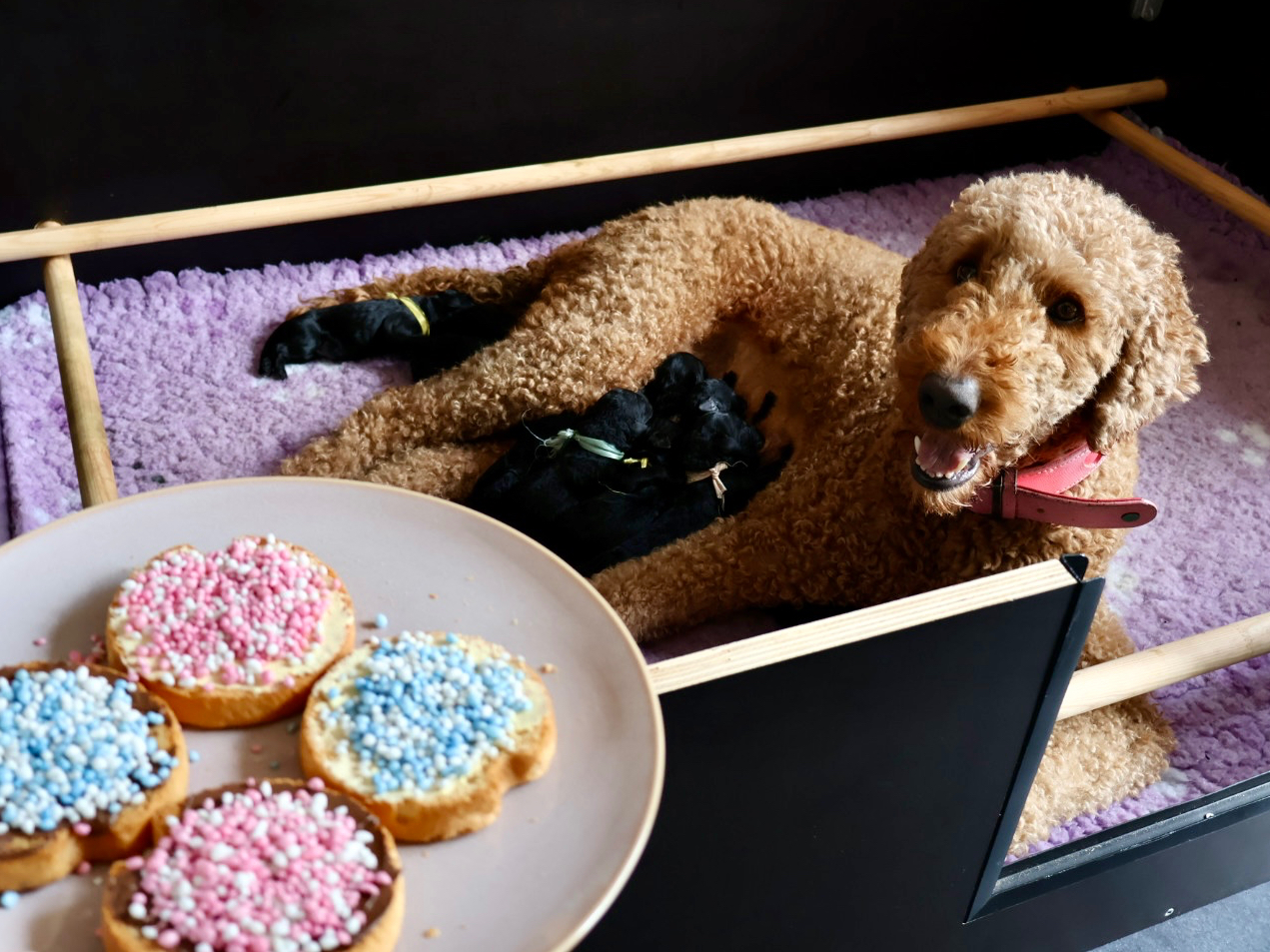 Labradoodle