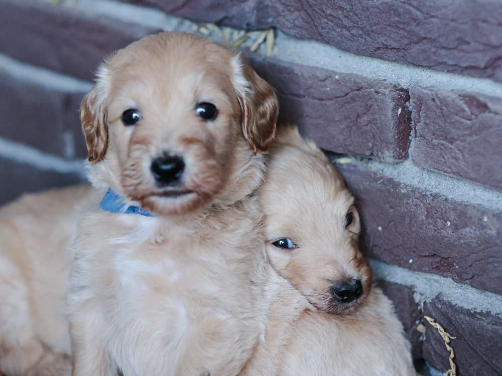 Goldendoodle
