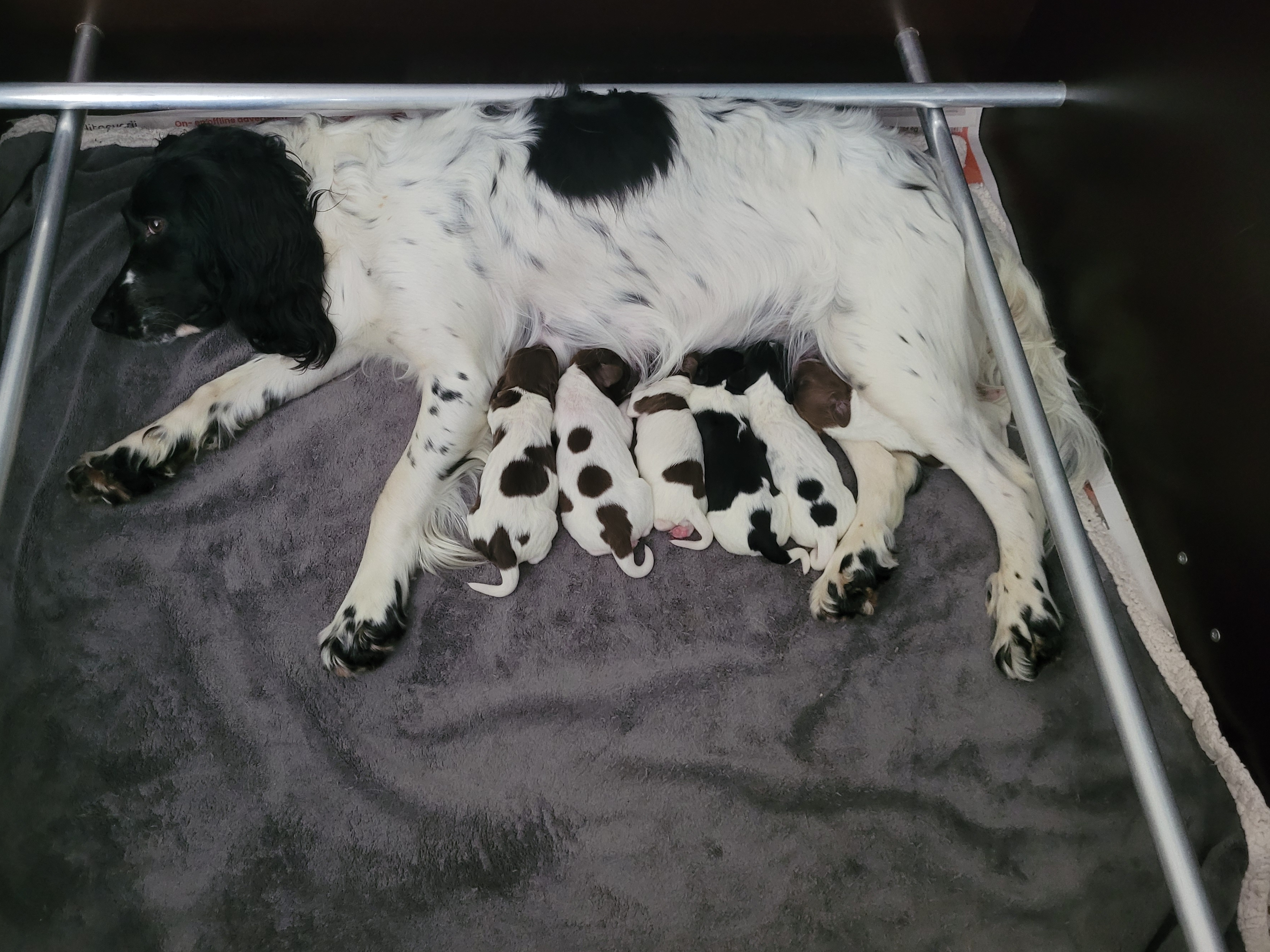 Engelse Springer Spaniel