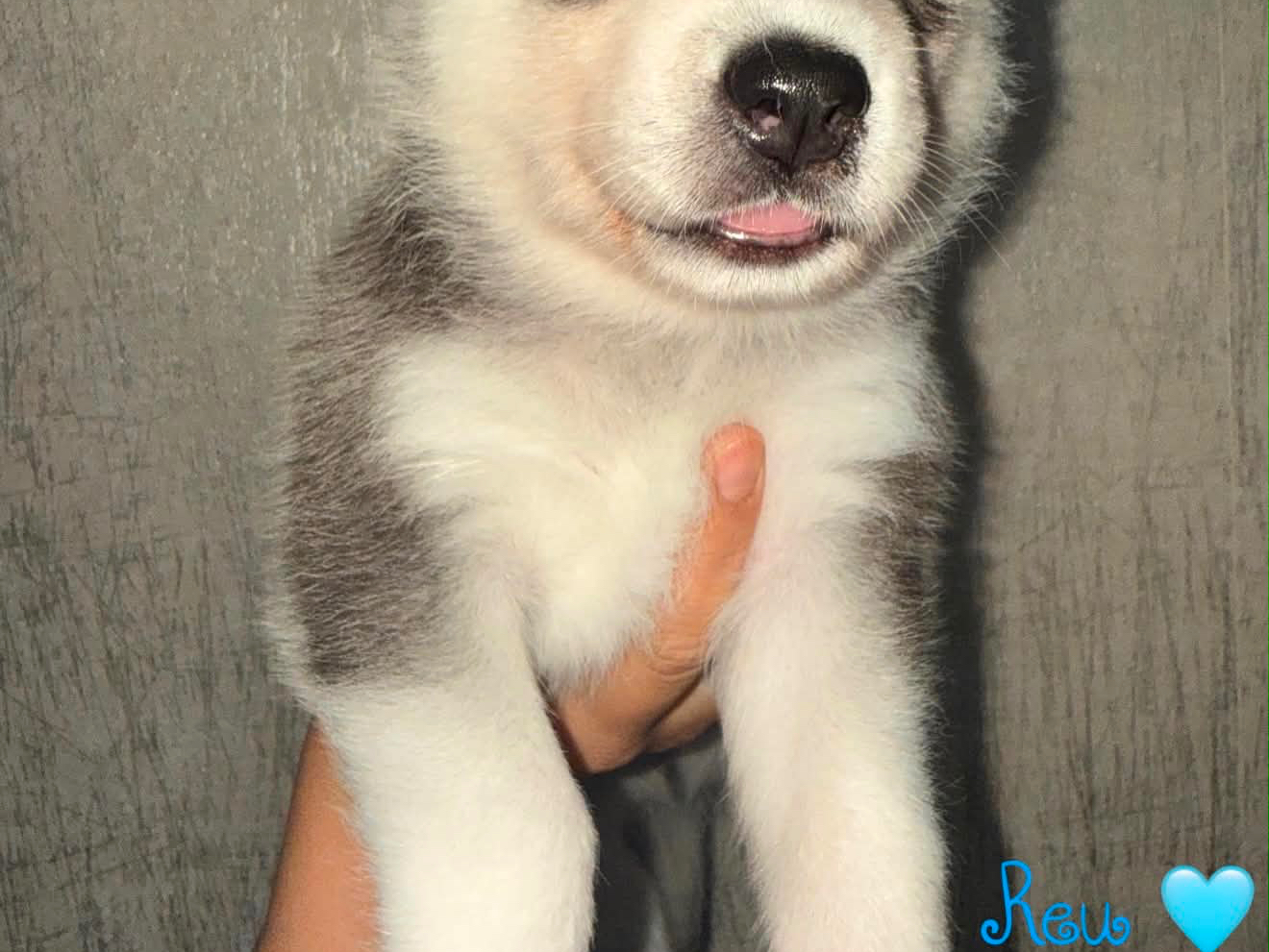 Pomsky