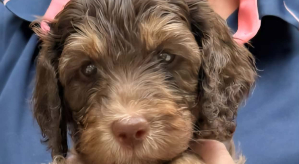 Australian Labradoodle