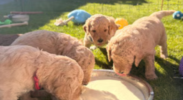 Goldendoodle