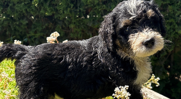Bernedoodle