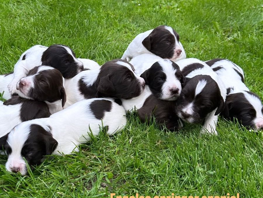 Engelse Springer Spaniel