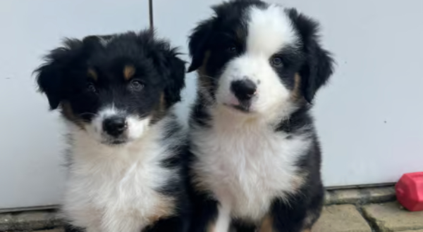 Australian Shepherd