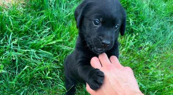 Labrador Retriever