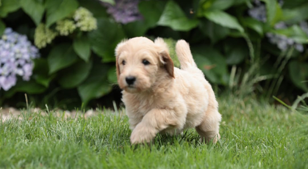Goldendoodle