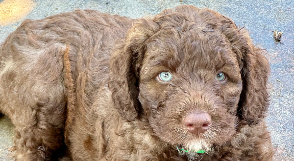 Aussiedoodle
