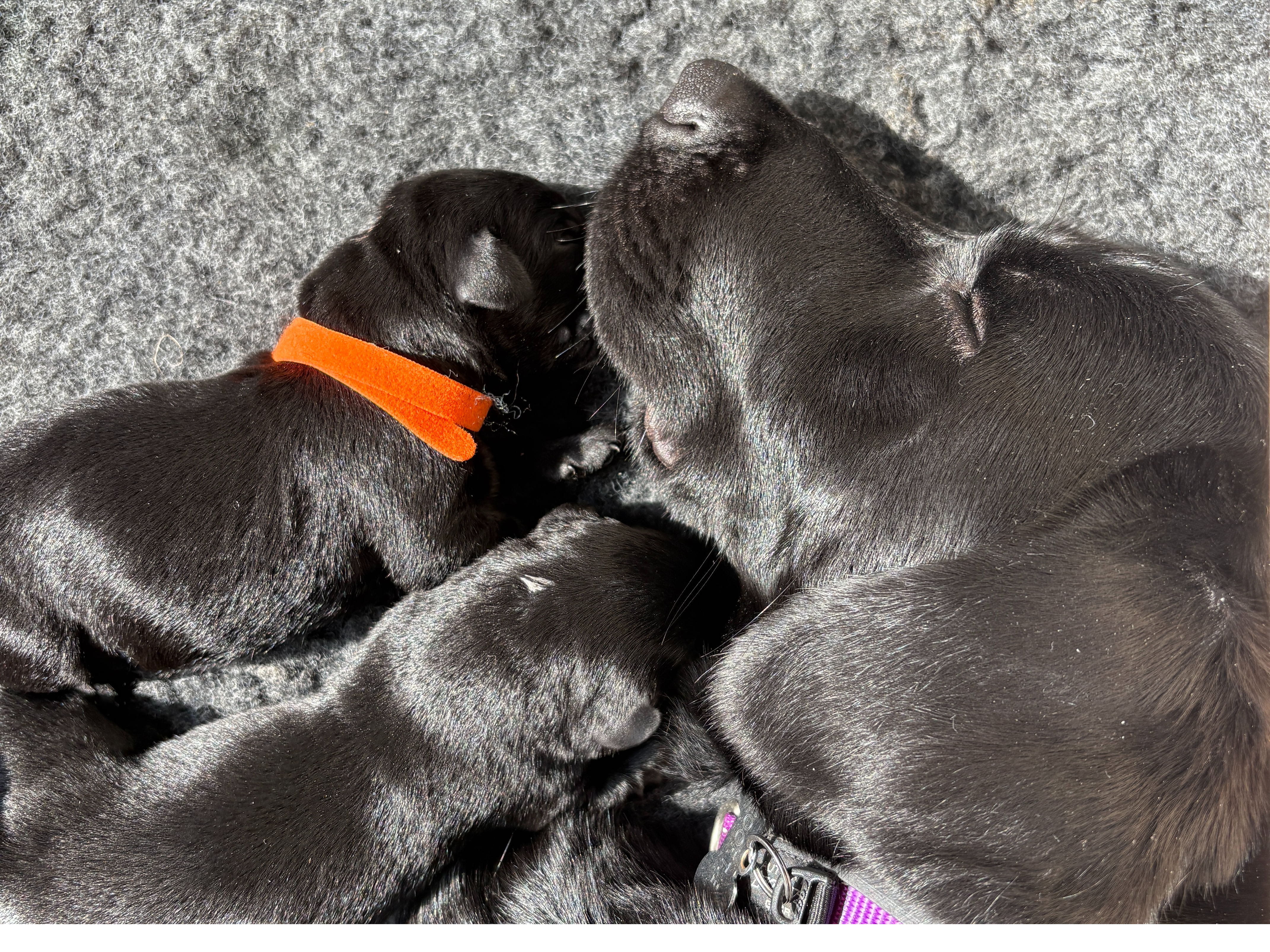 Labrador Retriever