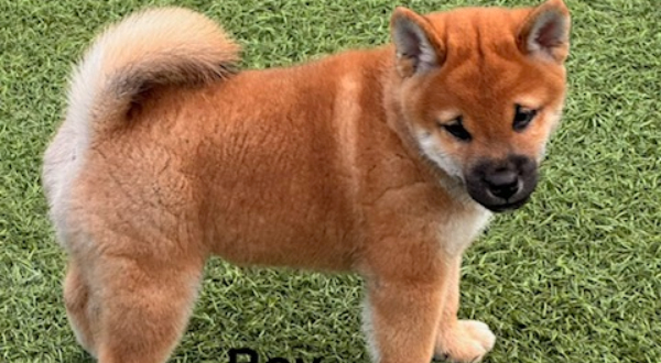 Shiba